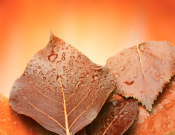 Red autumn leaf with water drops — Stock Photo, Image