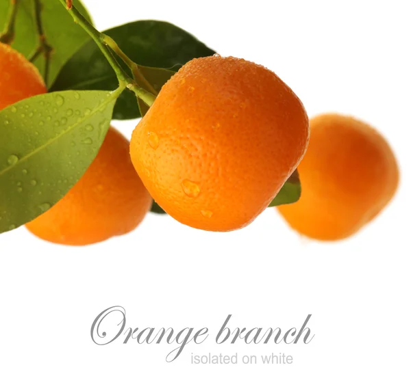 Orangenzweig isoliert auf weiß — Stockfoto