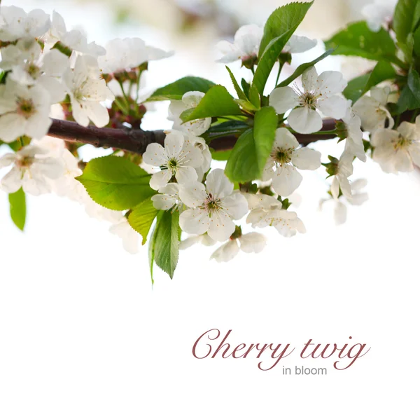 Cherry kvist i blom. — Stockfoto