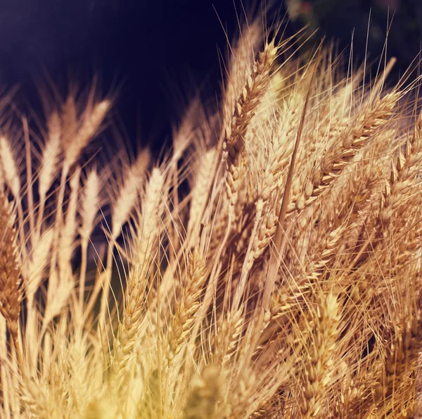 Yellow wheat in nature. Grunge style. — Stock Photo, Image