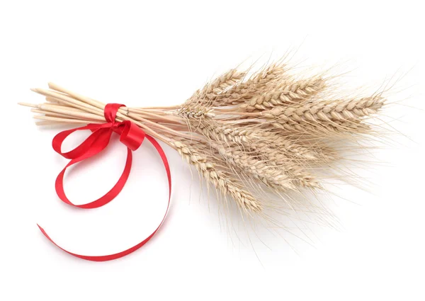 Ear of wheat on white — Stock Photo, Image