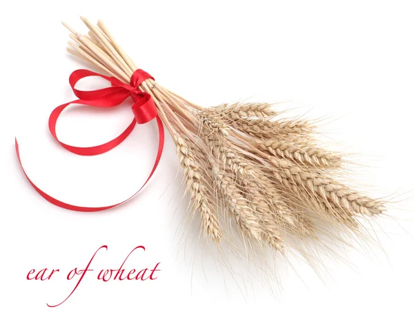 Ear of wheat on white — Stock Photo, Image