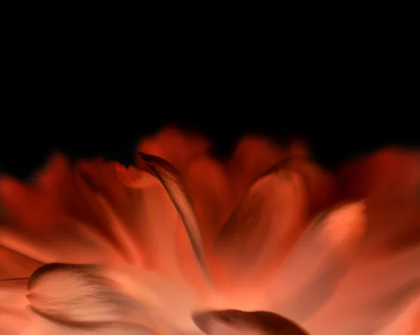 Invert soft focus flower background with copy space. Made with l — Stock Photo, Image