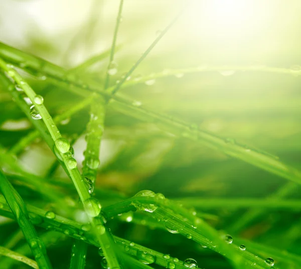 Soft focus green grass background — Stock Photo, Image