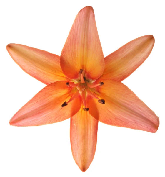 Lily flower isolerad på vit — Stockfoto