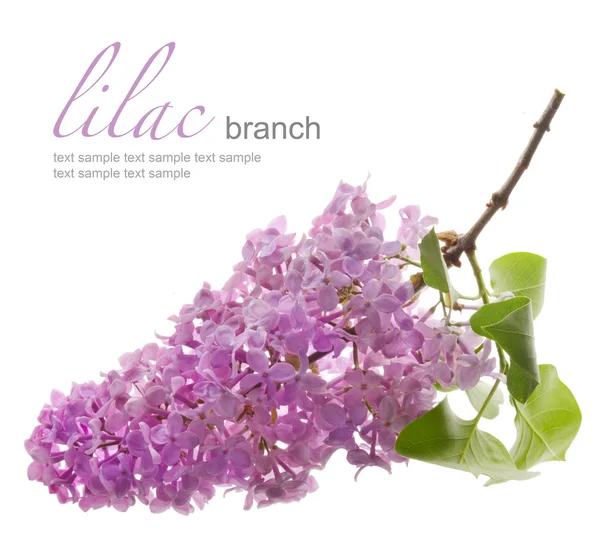 Lila gren med blad — Stockfoto