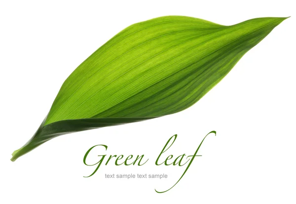 Fechar folha verde isolado no branco — Fotografia de Stock