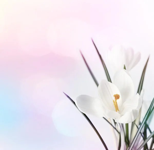Spring flowers on blur soft background. — Stock Photo, Image