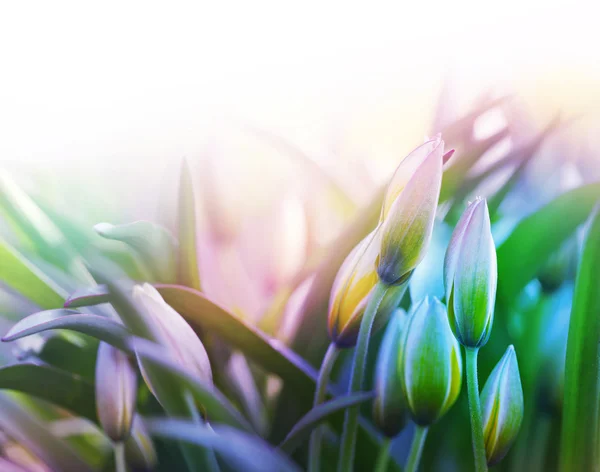 Цветок в зеленой траве — стоковое фото