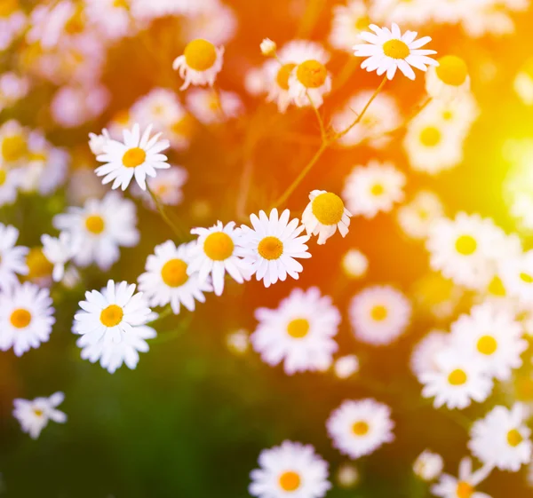 Chamomile in green grass. Soft focus. — Stock Photo, Image