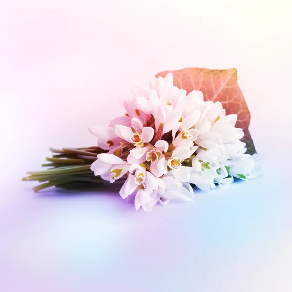 春スノー ドロップの花。ビンテージ スタイル. — ストック写真