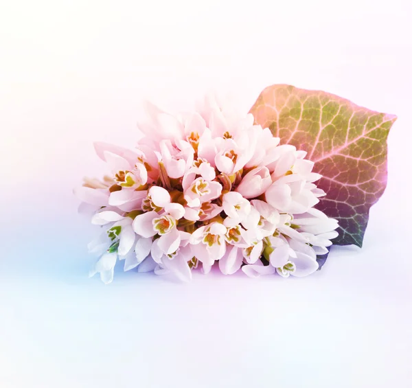 Bahar kardelen çiçek. Vintage tarzı. — Stok fotoğraf