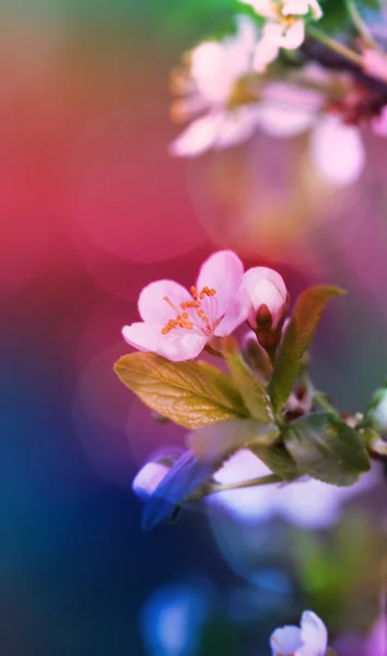 Nature background. Soft focus cherry twig in bloom. — Stockfoto