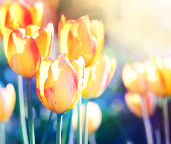 Nature background. Soft focus tulips flower in bloom. — Stock Photo, Image