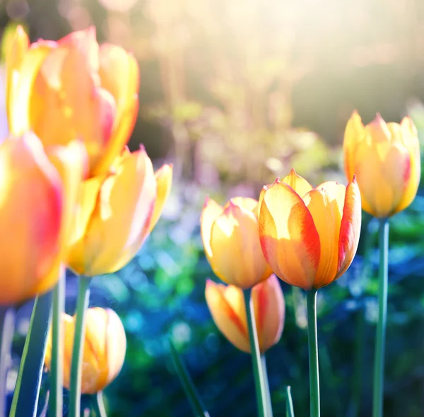 Nature background. Soft focus tulips flower in bloom. — Stock Photo, Image