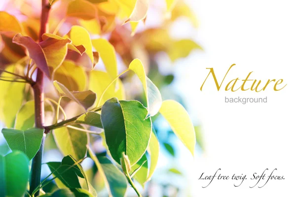 自然の背景。ソフト フォーカス葉木小枝. — ストック写真
