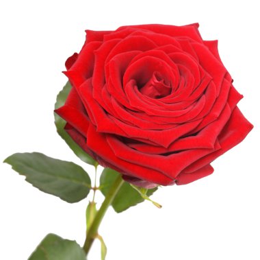 Beyaz üzerine izole kırmızı gül