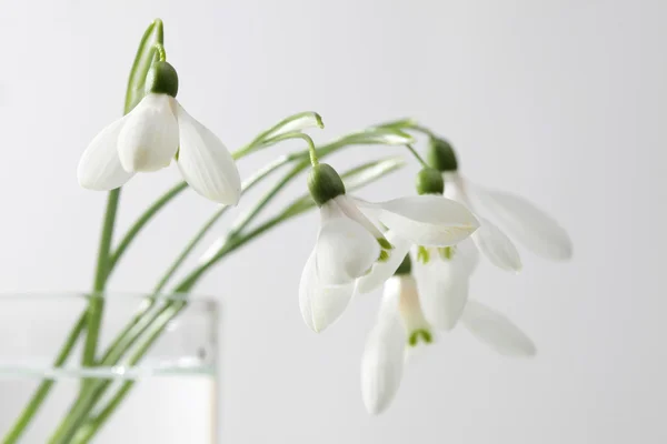 Fiore di bucaneve di primavera. Concentrazione morbida . — Foto Stock