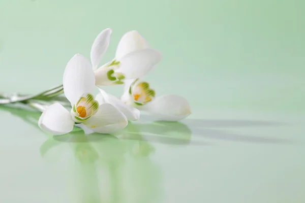 Flor de neve primavera. Foco suave . — Fotografia de Stock