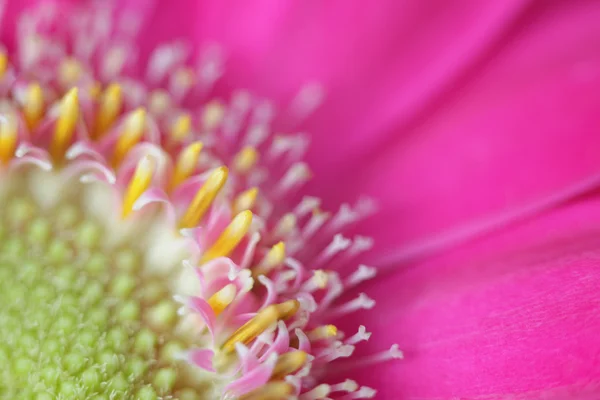 Soft focus. Flower background. Made with macro-lens. — Stock Photo, Image