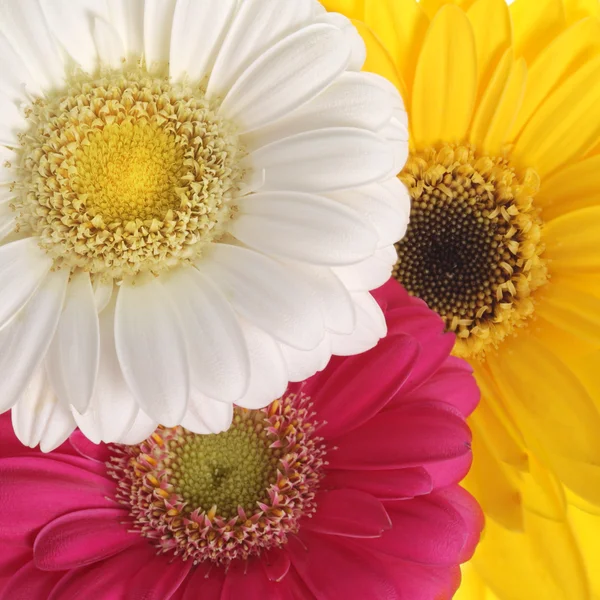 Květiny Gerbera izolované na bílém. — Stock fotografie
