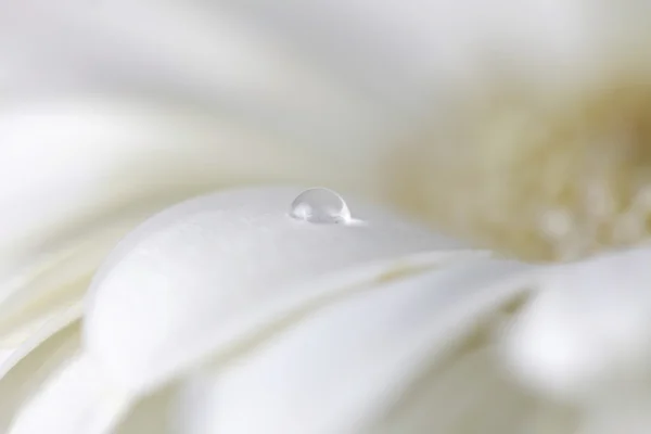 Flor de camomila com gotas de água. Feito com lente-bebê e macro — Fotografia de Stock