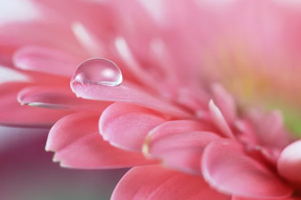 Blume mit Wassertropfen. Weichzeichner. mit Makro-Linse. — Stockfoto