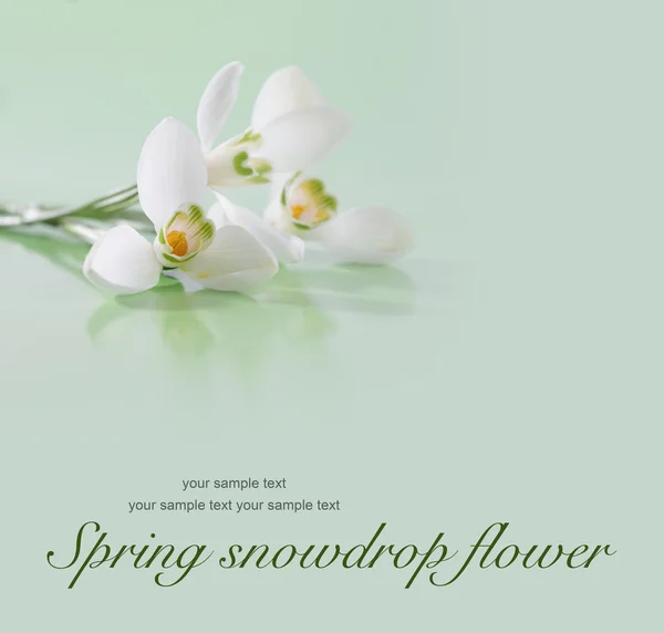 Spring snowdrop flower. Soft focus. — Stock Photo, Image