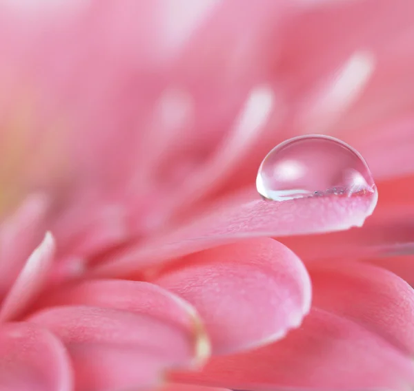 Flor com gota de água. Foco suave. Feito com lente macro . — Fotografia de Stock