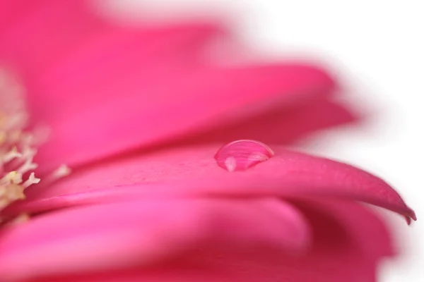 Flower with water drop. Soft focus. Made with lens-baby and macr — Stock Photo, Image