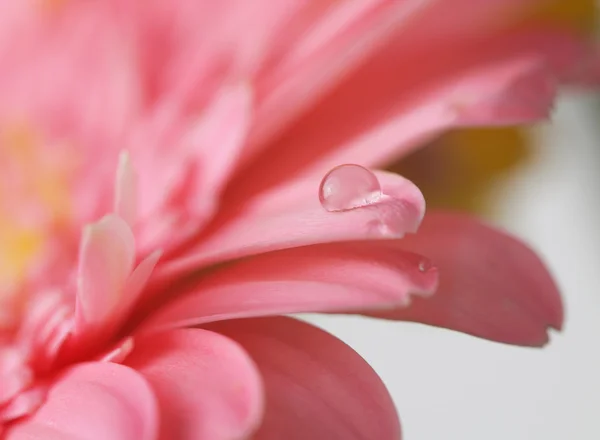 Flor com gota de água. Foco suave. Feito com lente macro . — Fotografia de Stock