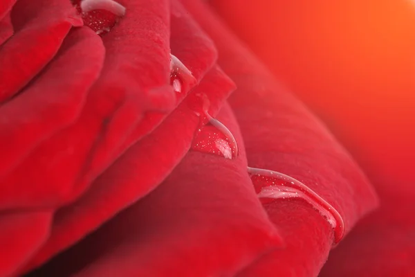 Foco suave rosa flor fundo. Feito com lente-bebê e macro — Fotografia de Stock