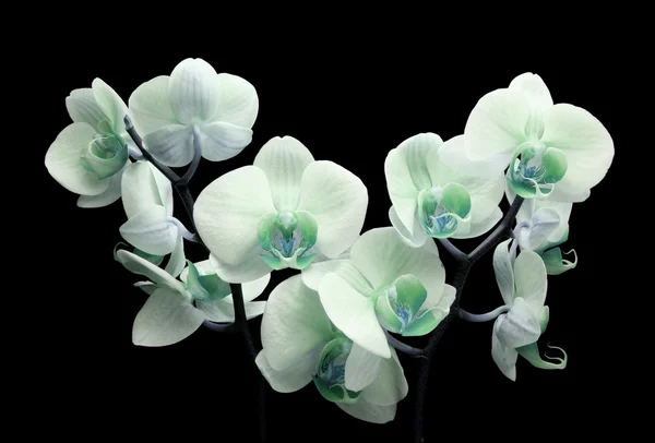Orchidée fleur sur noir — Photo