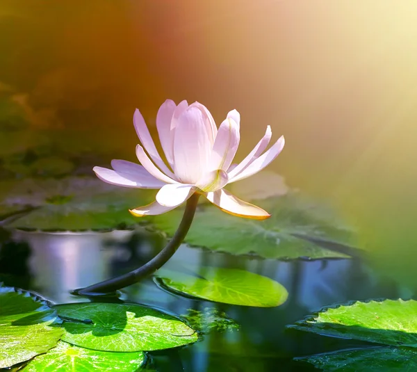 Lily flower in pond — Stock Photo, Image