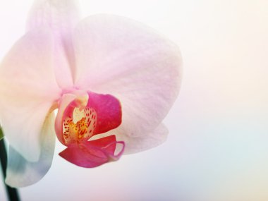 hassas tonda pembe orkide