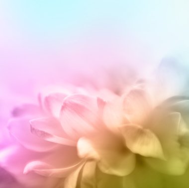 Yumuşak odak çiçek arka plan kopya alanı ile. Yapılan wth lensbaby 