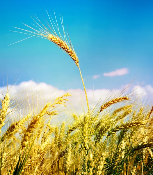 Gold wheat under blue sky — Stock Photo, Image