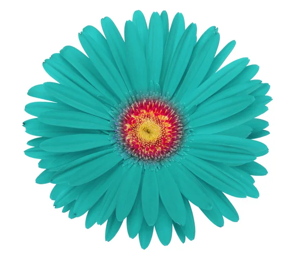 Turquoise gerbera bloem — Stockfoto