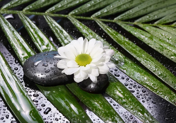 Flower with stones and leaf — Stock Photo, Image
