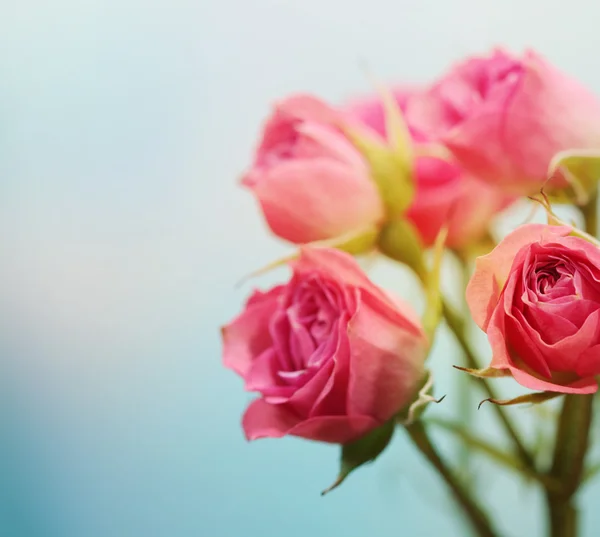Μαλακό εστίασης ροδαλό λουλούδι φόντο. — Φωτογραφία Αρχείου