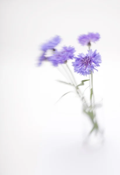 Flor de milho azul. Foco suave. Feito com lente-bebê e macrolente . — Fotografia de Stock