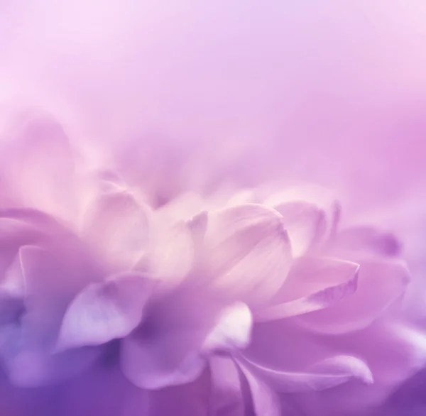 Soft focus flower background with copy space. Made with lensbaby — Stock Photo, Image