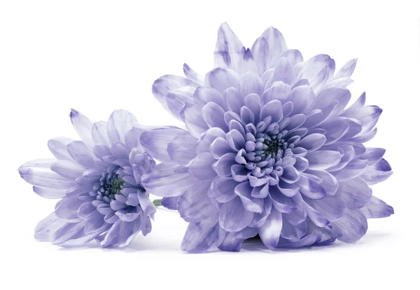 Blauwe chrysant bloem op wit — Stockfoto