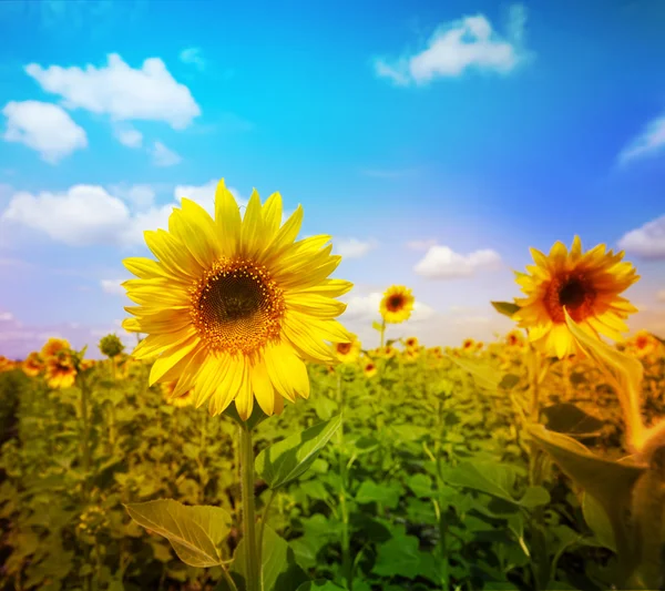 Sunflower field under blue sky — Stock Photo, Image