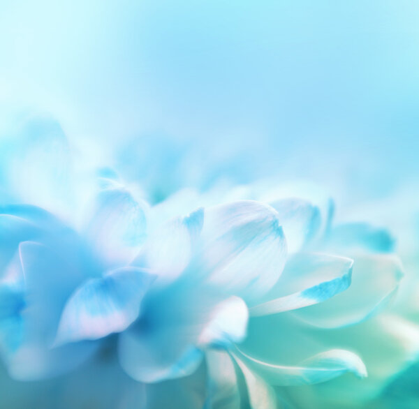Soft focus flower background with copy space. Made wth lensbaby 