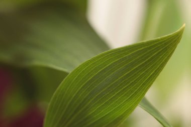 Smoke selective soft focus leaf. Nature blur green, beige natural abstract background.