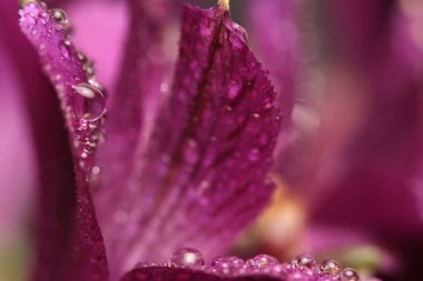 Smoke close-up selective soft focus  lilac, violet Alstroemerieae lily flower with water drop. Macro blur natural background.
