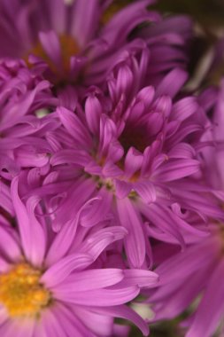 Yakın plan seçici pembe, eflatun kasımpatı, paskalya çiçeği buketi. Doğal sanat arkaplanı bulanık.