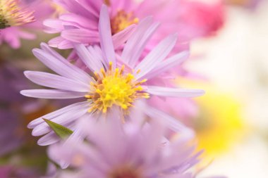 Yakın plan seçici pembe, eflatun kasımpatı, paskalya çiçeği buketi. Doğal sanat arkaplanı bulanık.