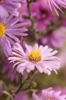 Yakın plan seçici pembe, eflatun kasımpatı, paskalya çiçeği buketi. Doğal sanat arkaplanı bulanık.